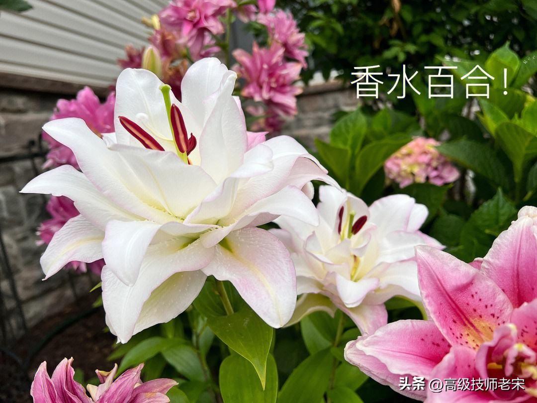 香水百合花期多久开花