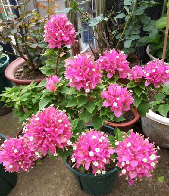 三角梅只长叶子不开花原因及处理方法