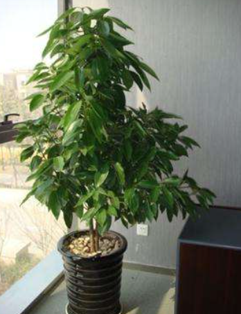 盆栽平安树的养殖技巧