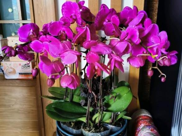 蝴蝶兰花期过后如何养护和管理