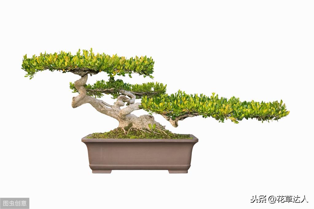 大叶黄杨球修剪方法