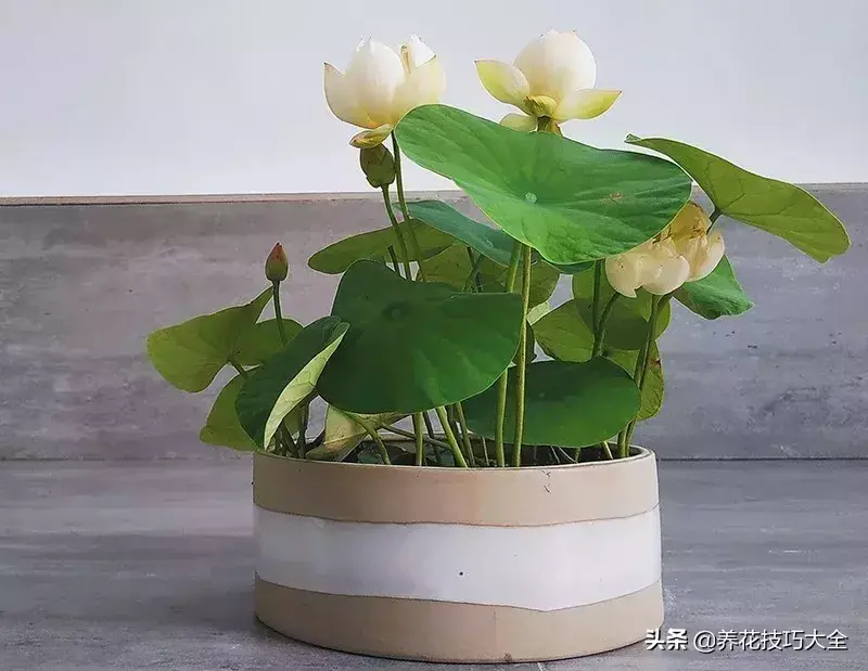 种植碗莲的方法和技巧