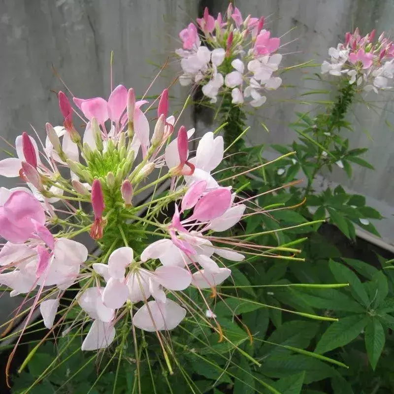 详细阅读:花坛种什么花好看又实惠 花坛种什么花好看又实惠