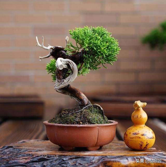 柏树盆景怎么养护