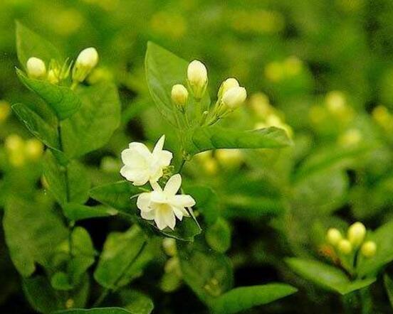 双色茉莉花什么时候开花