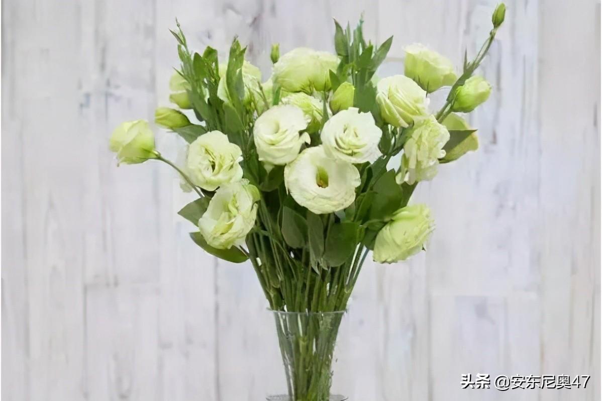紫色洋桔梗花语寓意是什么