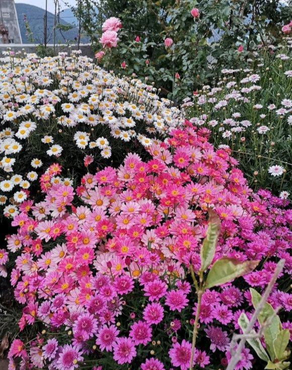 玛格丽特花吉利吗