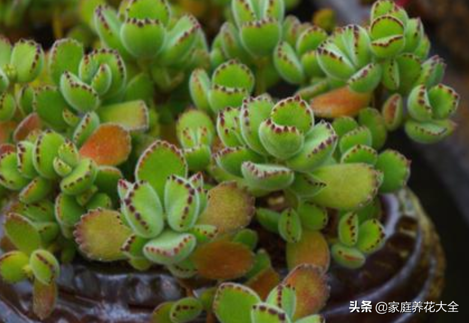 熊童子叶子直接插土里能活吗