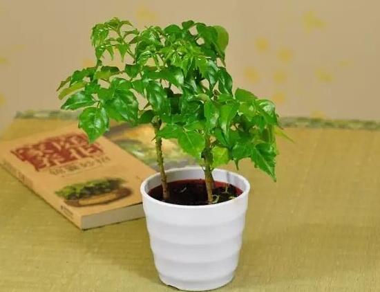 家里养幸福树有毒吗