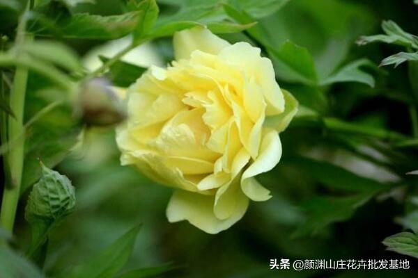 玫瑰跟月季有啥区别