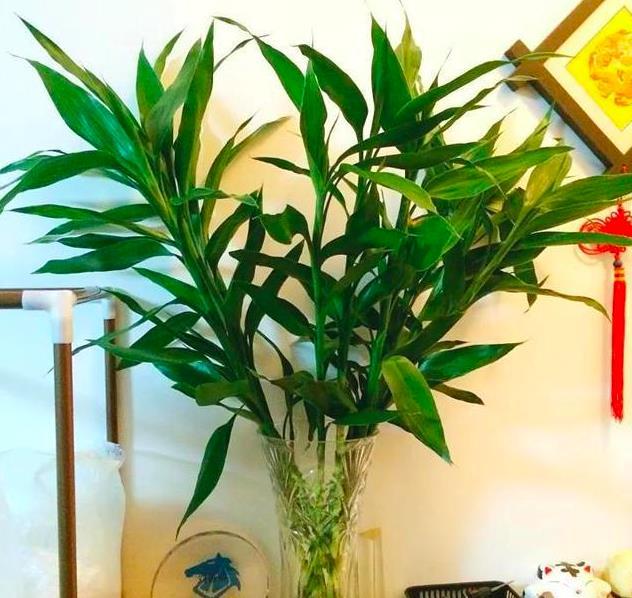 幸福树开花有什么预兆和寓意