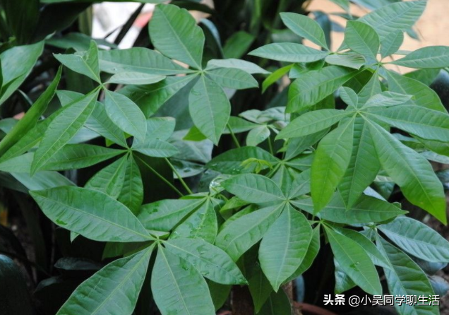发财树什么样的好养