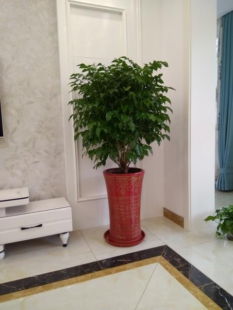 幸福树冬天怎么浇水最好