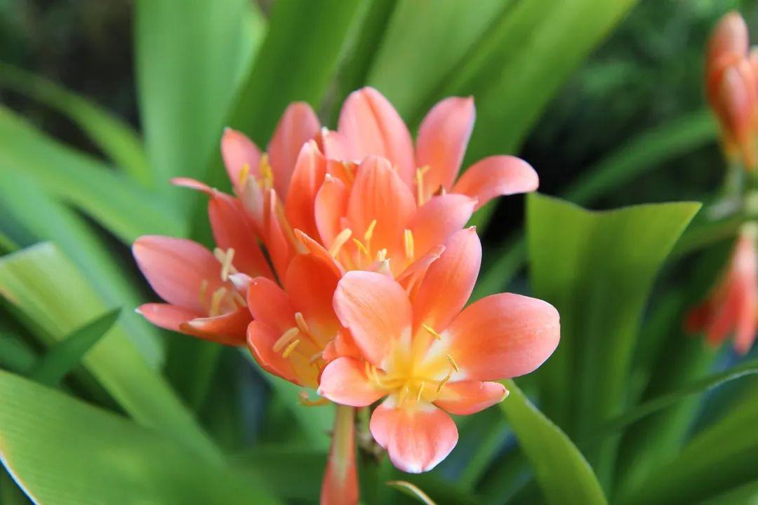 君子兰几年可以开花结果