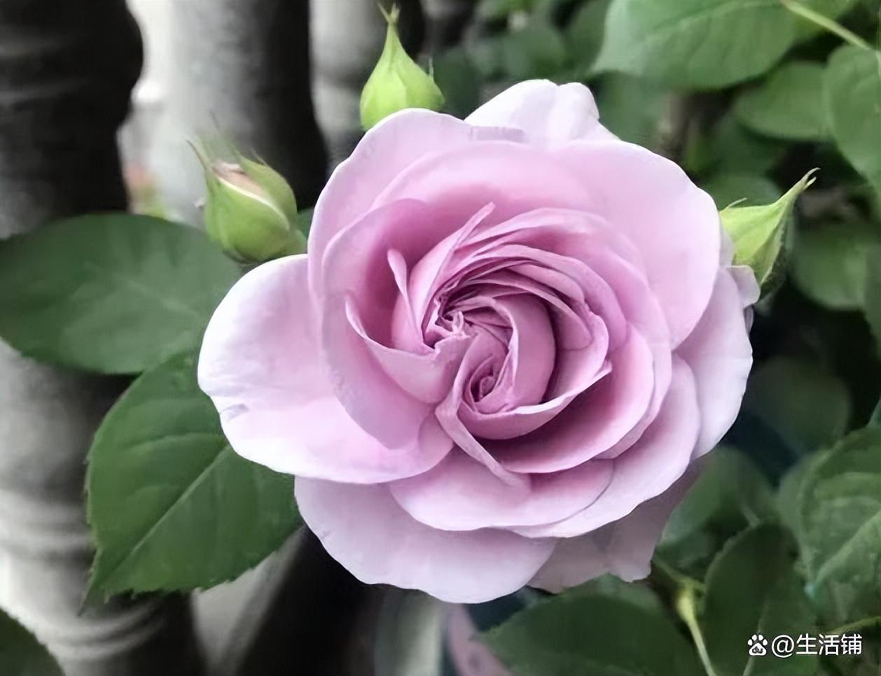 蓝暴月季适合盆栽吗