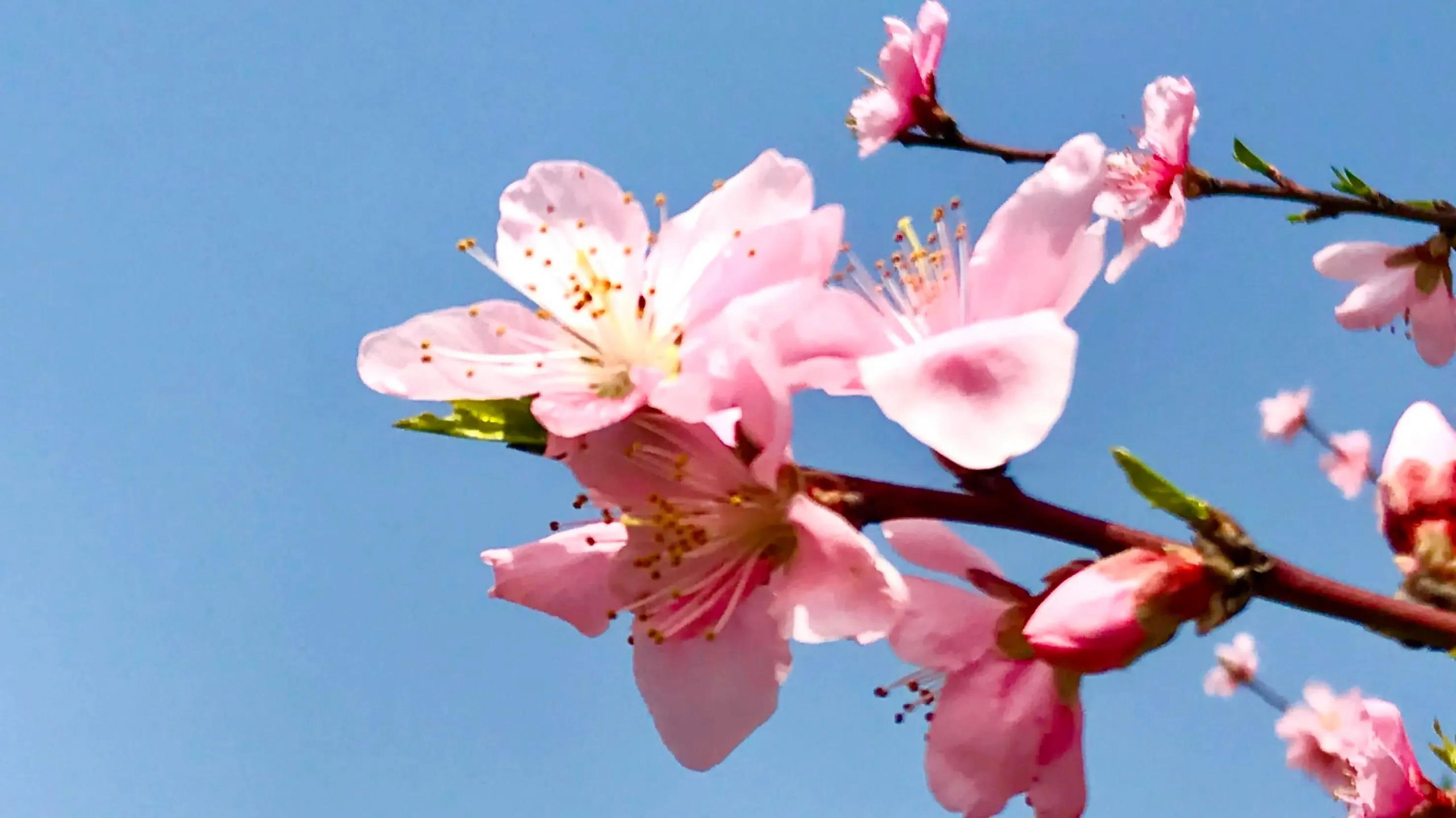 桃花寓意及花语