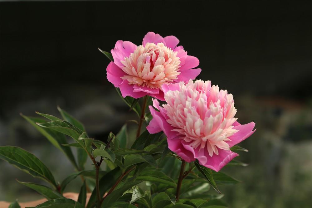 芍药花的寓意是什么