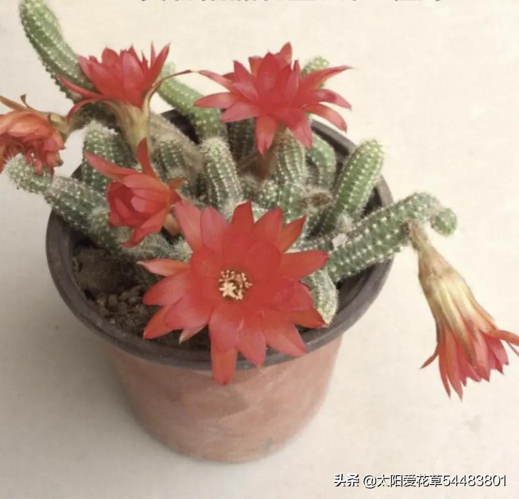 仙人指怎么养才能开花
