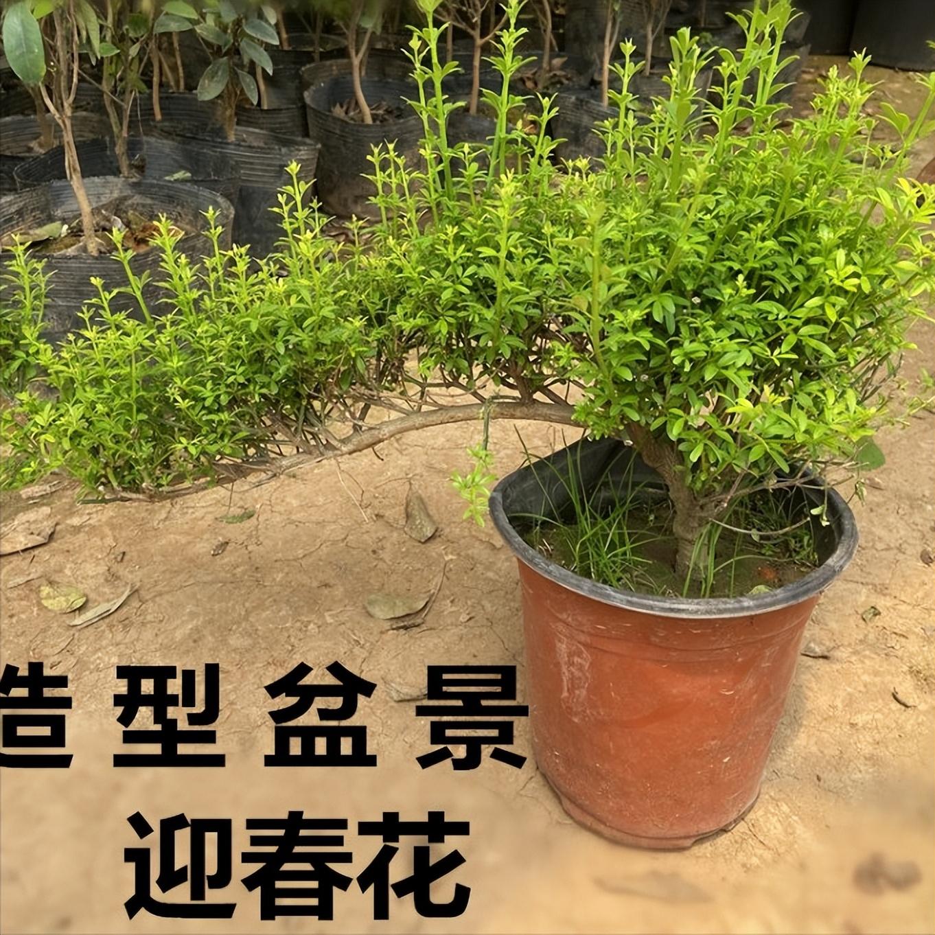 不怕太阳晒的盆栽绿植有哪些