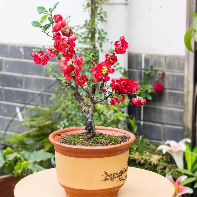 长寿冠海棠为什么四季开花