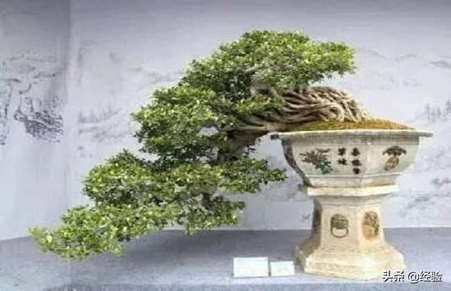 金枝玉叶盆景制作教程