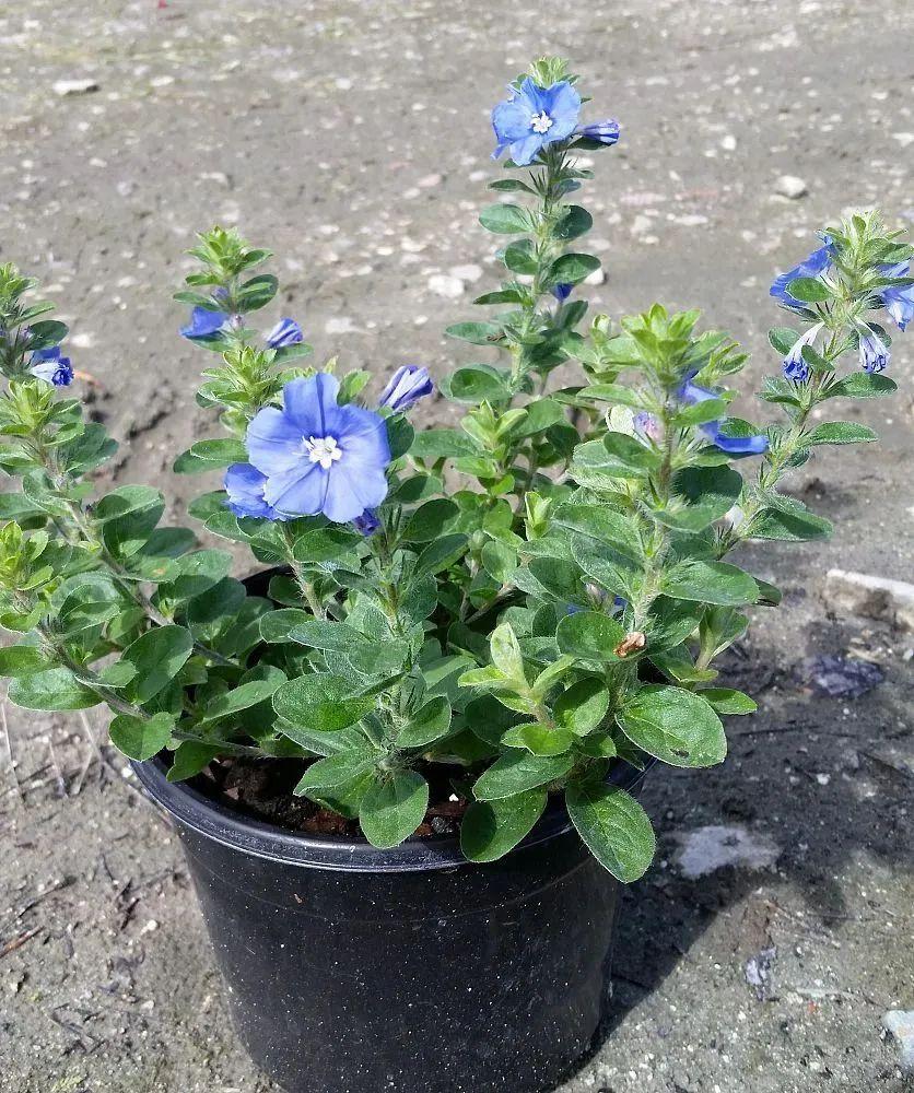 蓝星花的养殖方法和技巧
