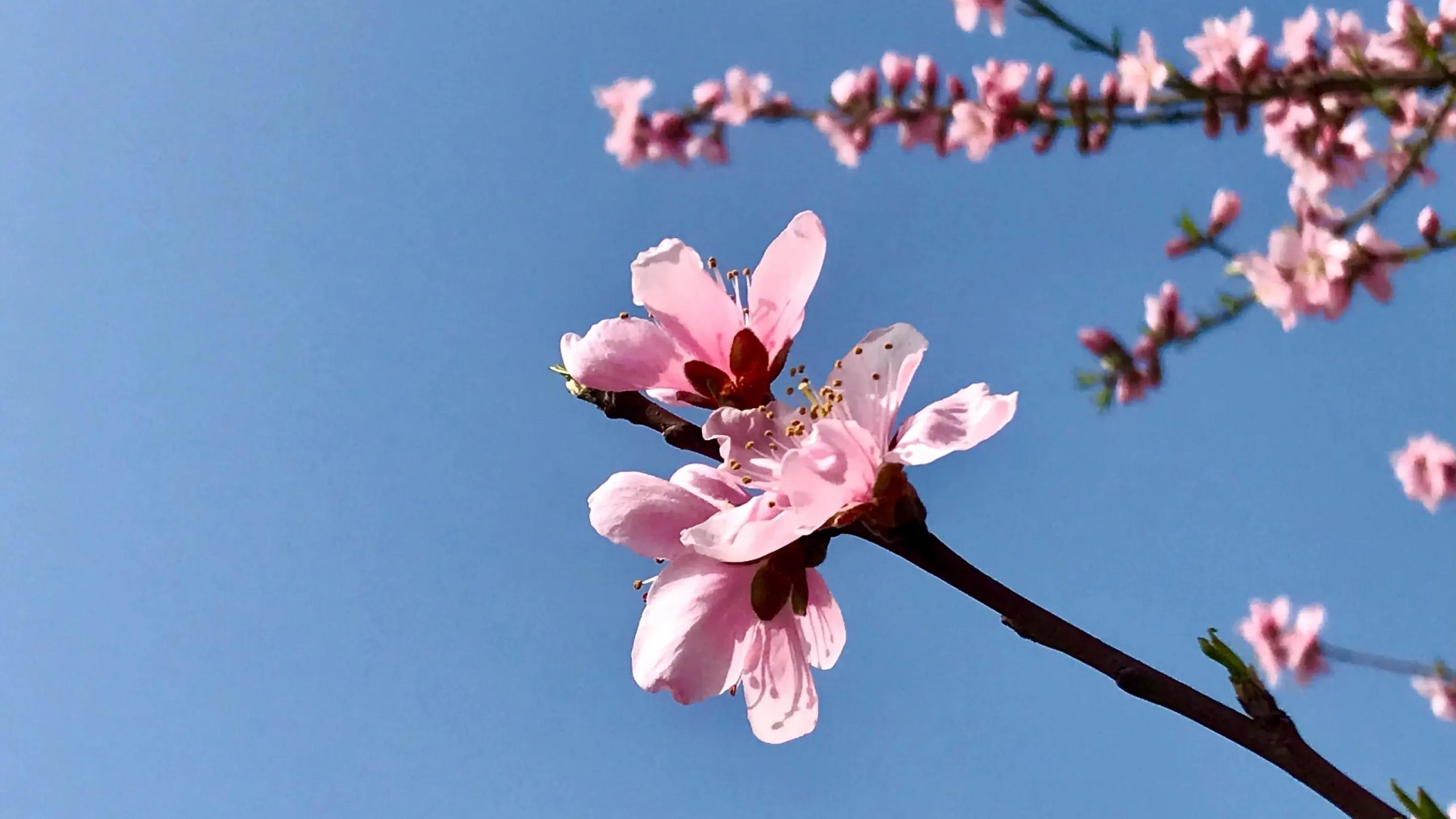 桃花寓意及花语