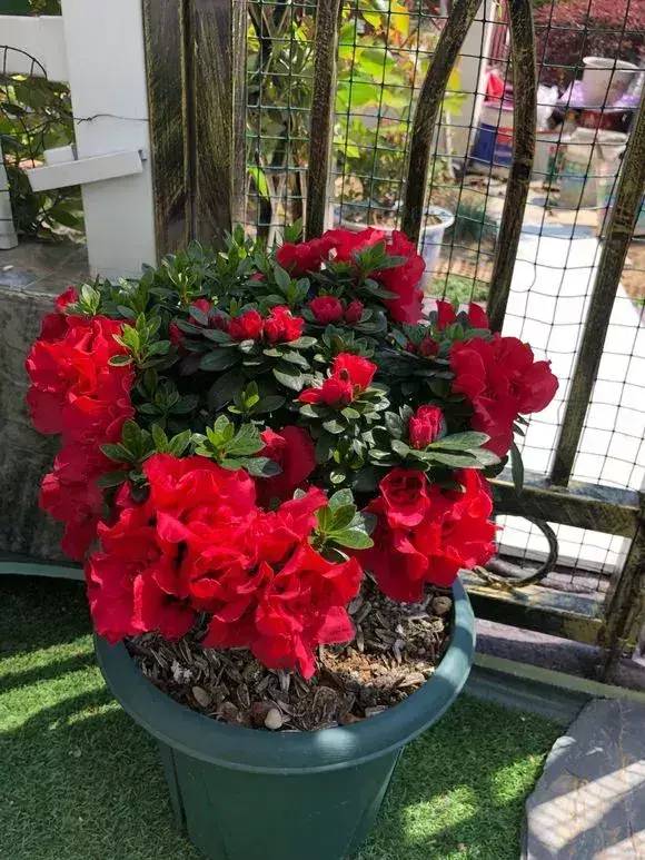 家里为什么不放杜鹃花