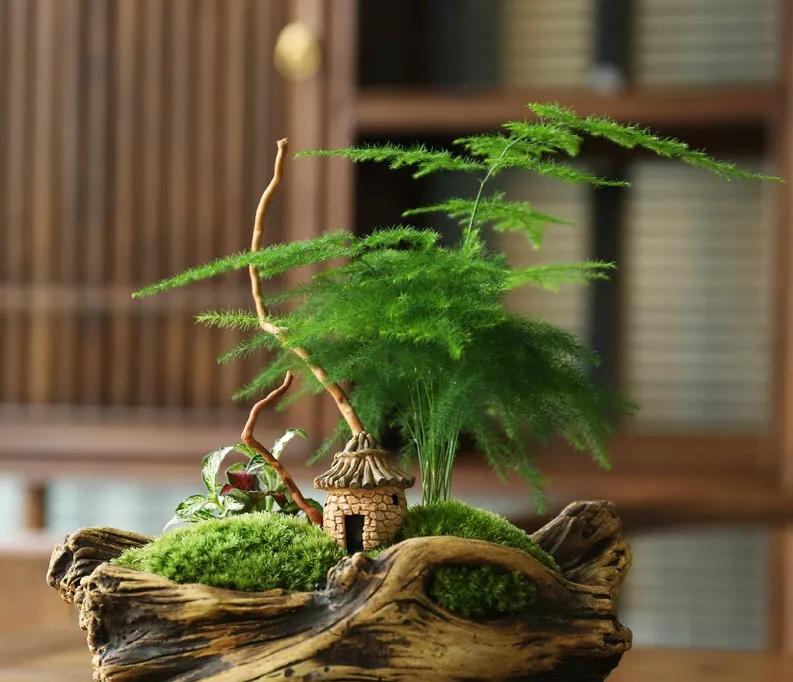 家里养凤尾竹好不好风水