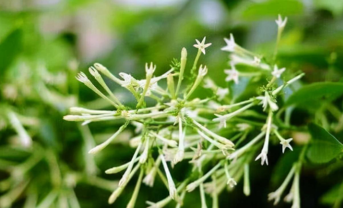 香水百合花有毒吗适合在室内养吗