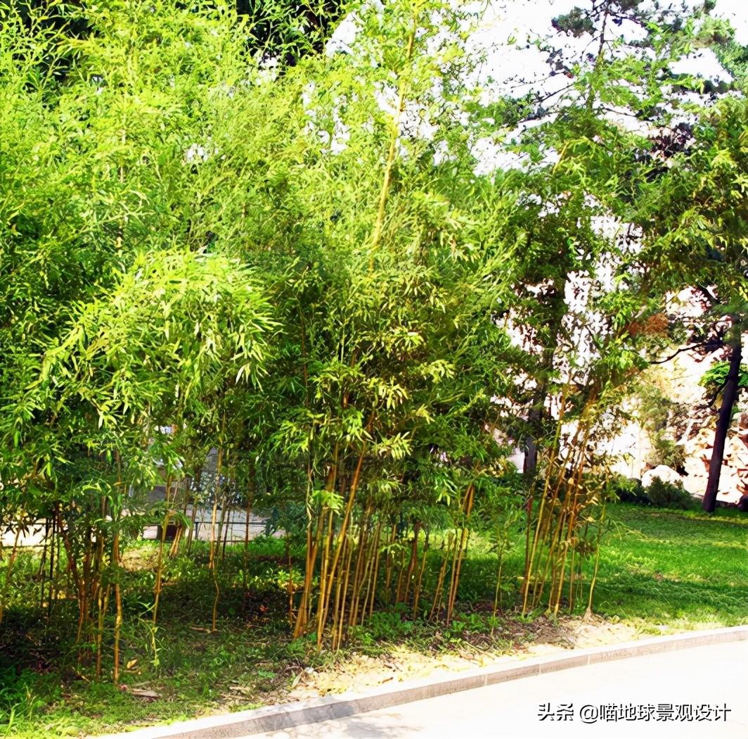 常见的竹子品种大全