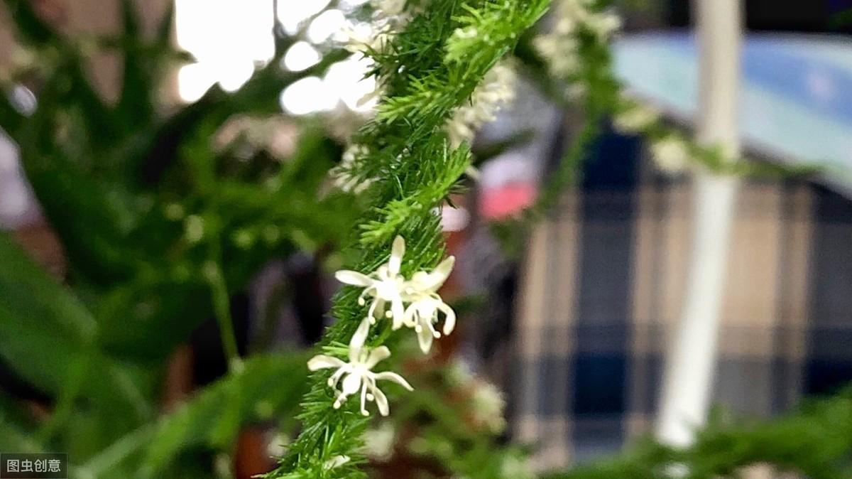 文竹开花的样子是什么