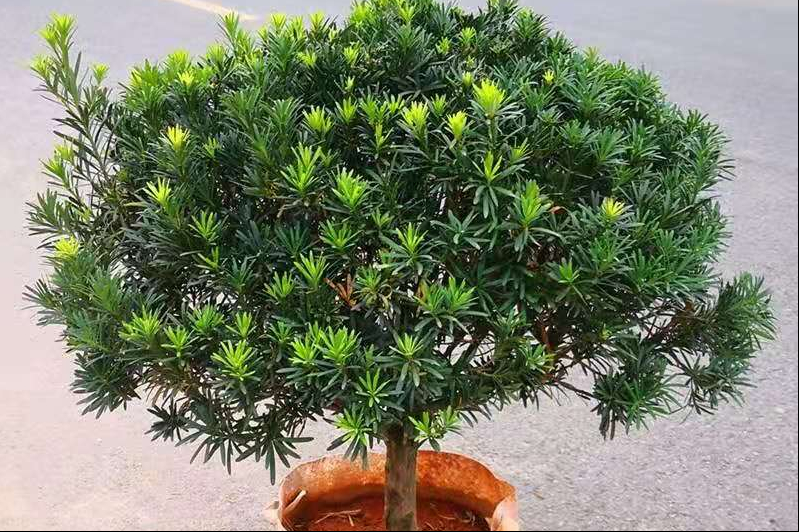罗汉松的种类有哪些品种