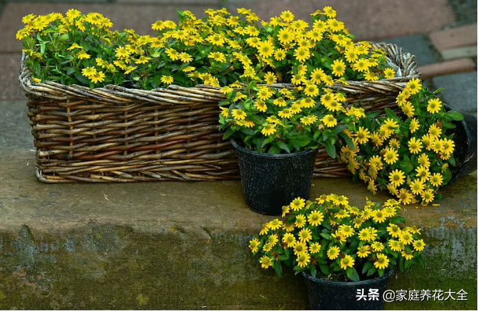 花卉种子怎么播种方法