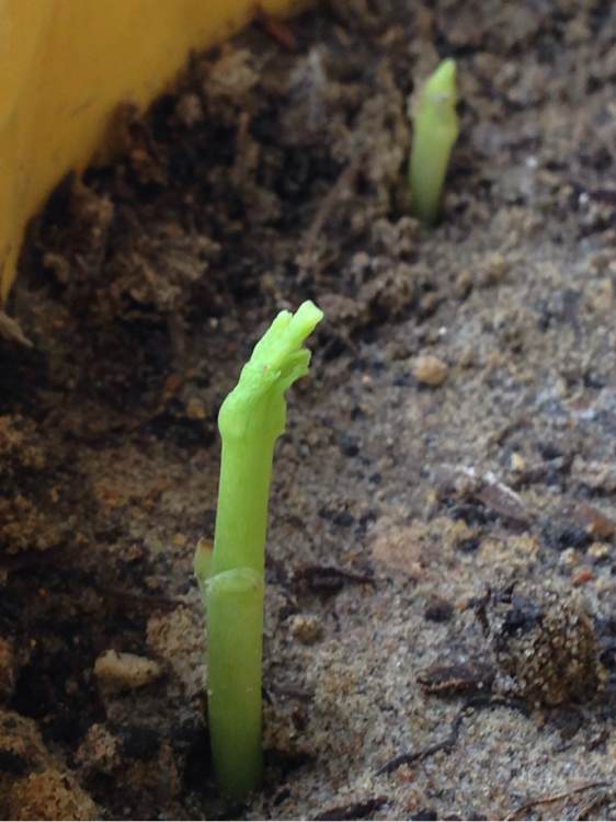 银杏树的种植方法和养护