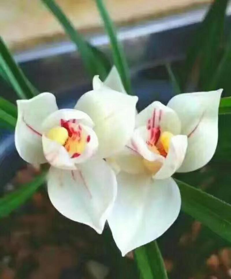 一棵兰花的最长寿命是多少