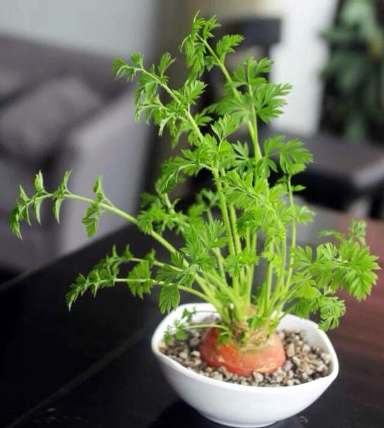 十字花科植物有哪些特征
