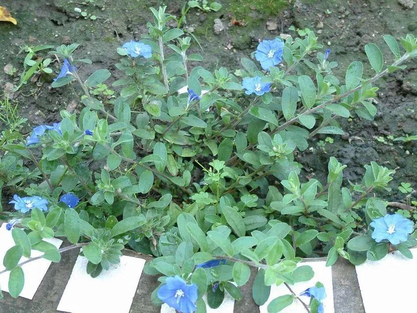 蓝星花的养殖方法和技巧