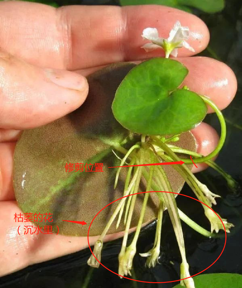 家里适合养什么水生植物好
