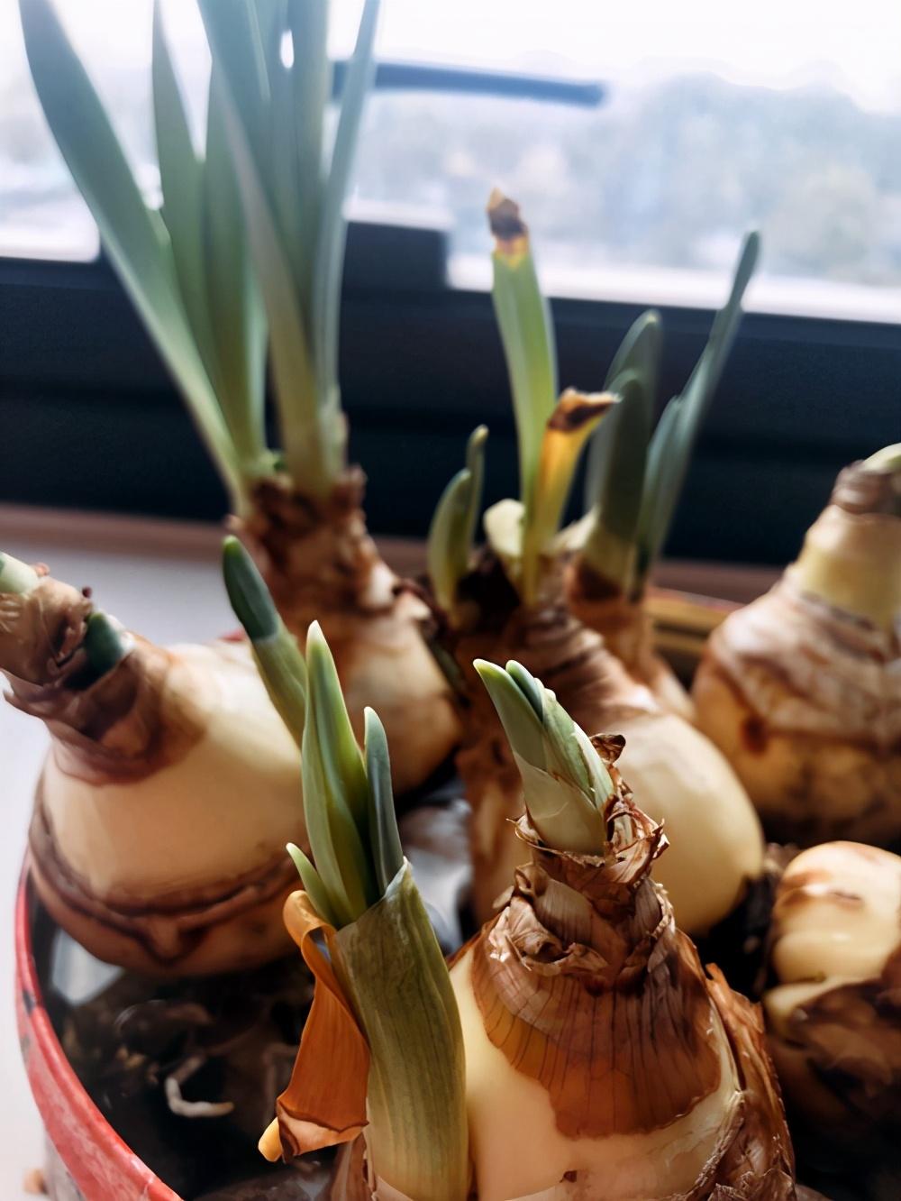 洋水仙水培的养殖方法