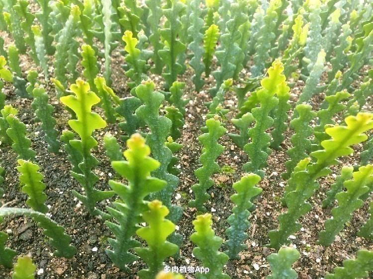 令箭荷花十大名贵品种有哪些