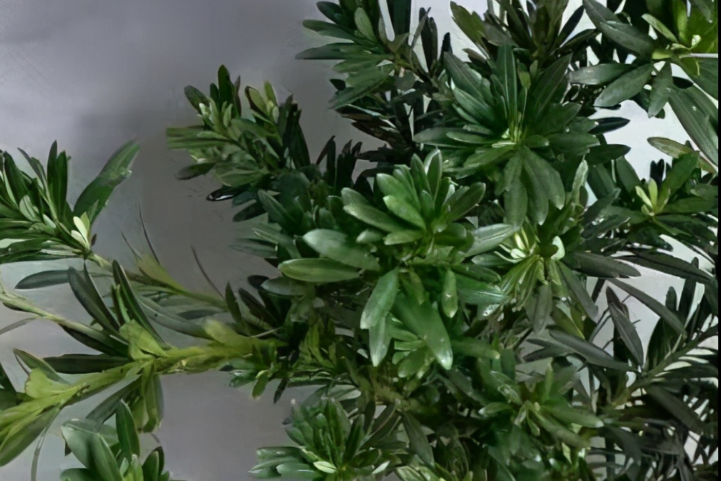 罗汉松的种类有哪些品种
