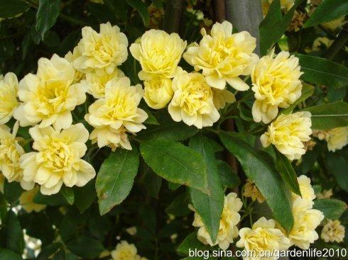 木香花花期多长