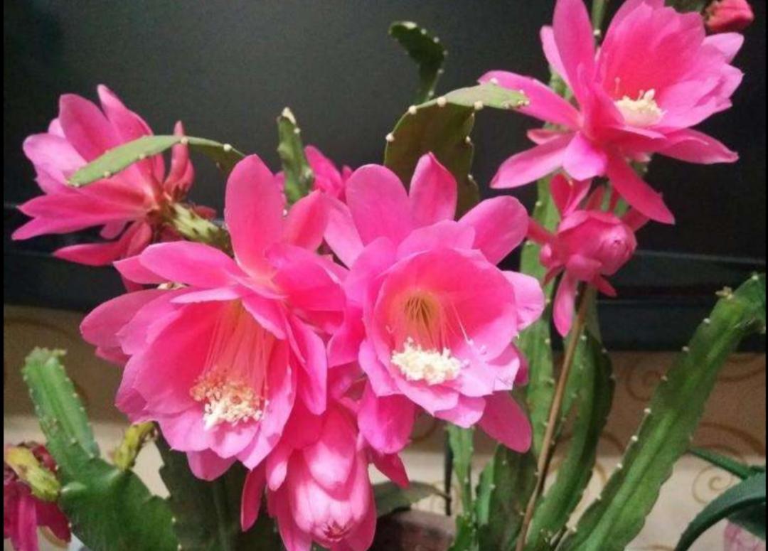 令箭花的养护和修剪