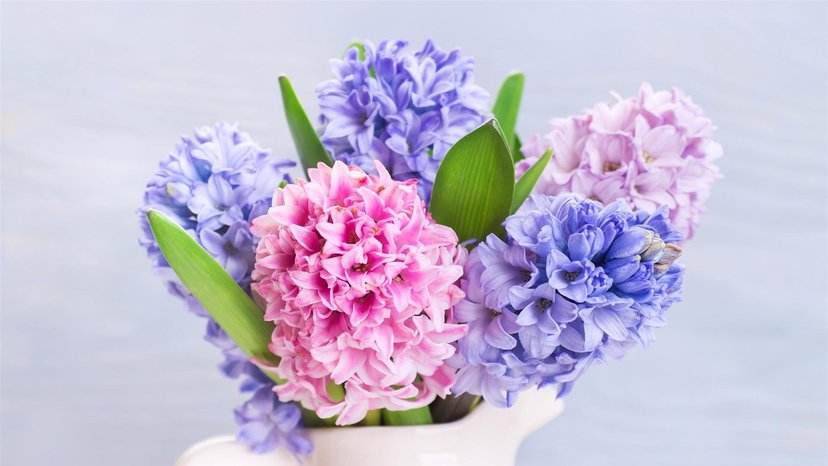风信子的花语是什么