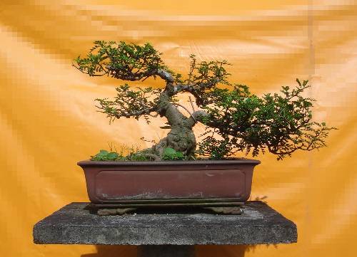 胡椒木有风水禁忌吗