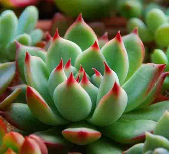 多肉营养土的配制方法和比例