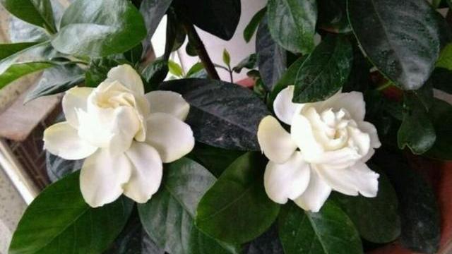 栀子花叶子干枯掉叶子怎么办