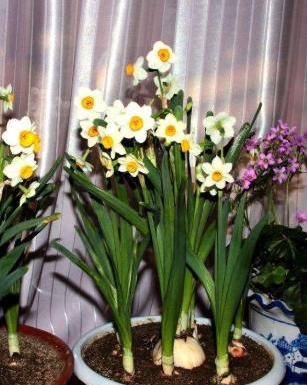 水培水仙花开完花以后怎么处理