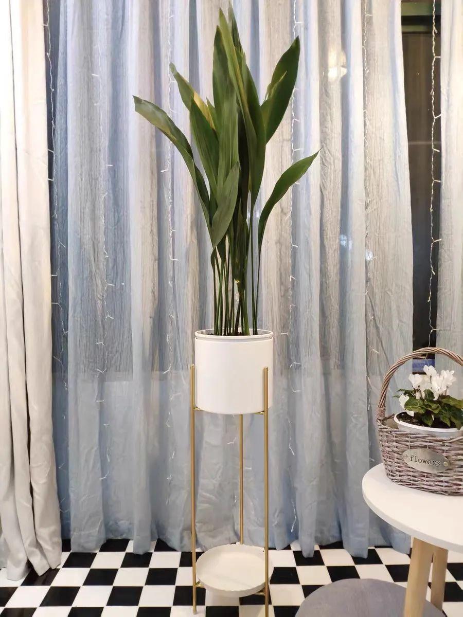 一叶兰耐寒吗多少度